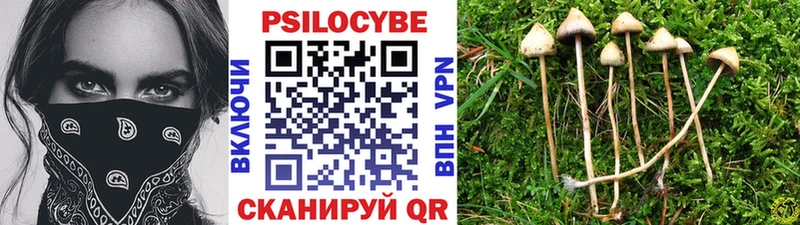 Купить  Кунгур  Галлюциногенные грибы Psilocybe 